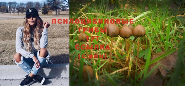 прущие грибы Дмитровск